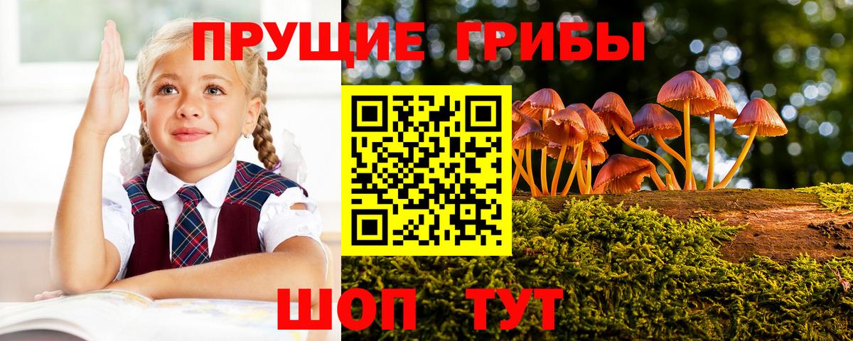 Псилоцибиновые грибы Psilocybe Знаменск