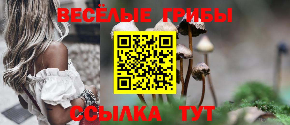 Знаменск  Псилоцибиновые грибы Cubensis  Вход с VPN  Псилоцибиновые грибы Psilocybe 